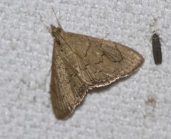Hyalobathra crenulata