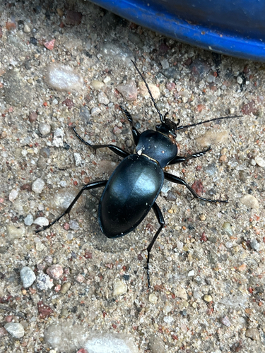 smooth ground beetle
