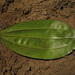 Sarcomphalus cinnamomum - Photo (c) Mateo Hernandez Schmidt, some rights reserved (CC BY-NC-SA), uploaded by Mateo Hernandez Schmidt