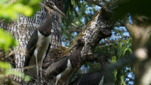 Black Stork