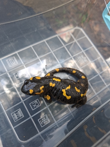 Fire Salamander