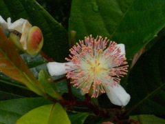 Tetracera indica