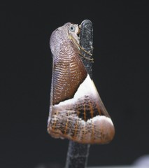 Niceteria macrocosma