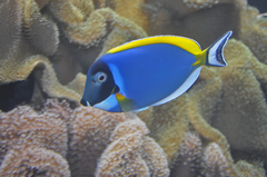 Powder-Blue Surgeonfish photo 3