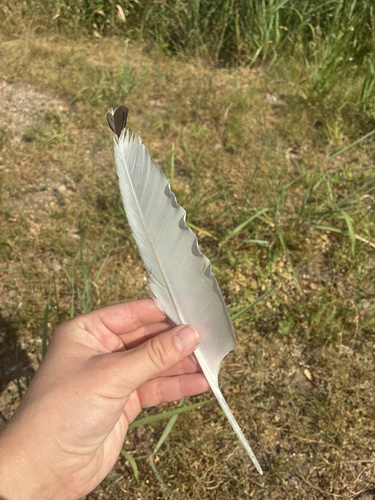 Plume de Goéland à bec cerclé