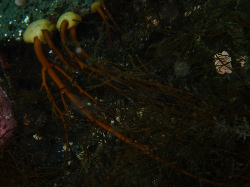 Desmarestia viridis observed 2026-07-29