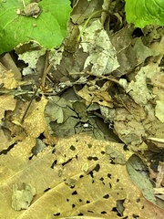 Apterodela unipunctata