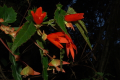 Begonia boliviensis