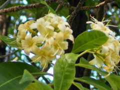 Fagraea fragrans