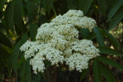 Sambucus peruviana