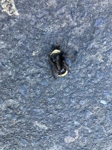 iNaturalist observation photo of Bumble Bees