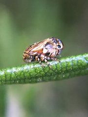 Clastoptera lineatocollis