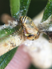 Clastoptera lineatocollis