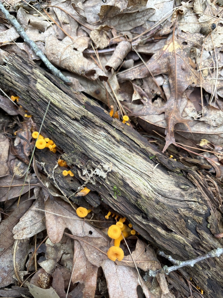 flame trumpet · July 2026 · photo: Photo: (c) Julie Travaglini, some rights reserved (CC BY) · iNaturalist