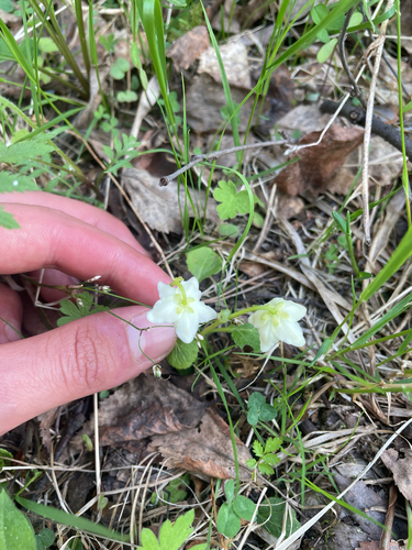 One-flowered Wintergreen