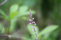 Polygala polygama