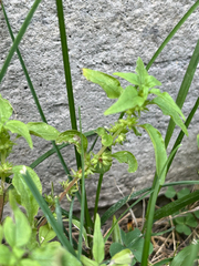 Parietaria pensylvanica, photograph author not stated, no rights reserved