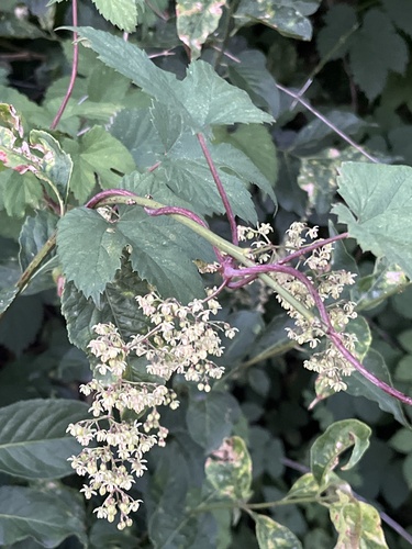 common hops