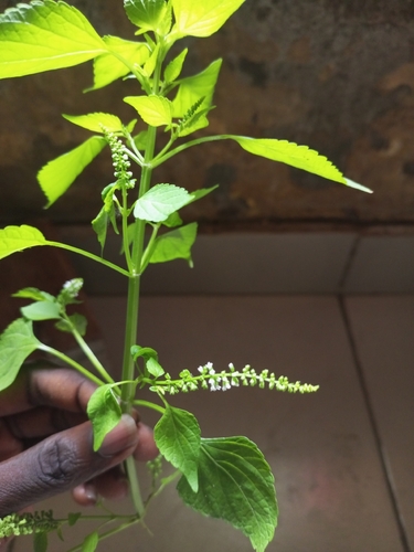 Musk Basil