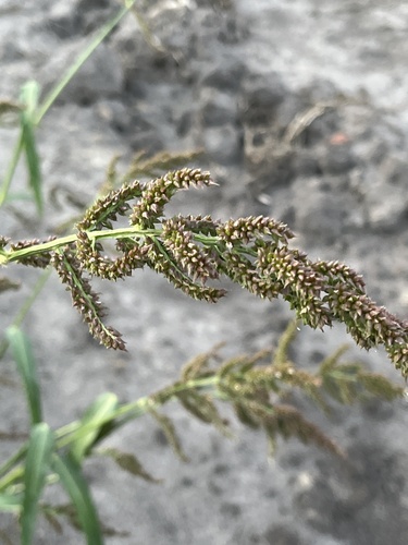 barnyardgrass