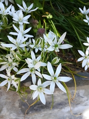 Ornithogalum umbellatum