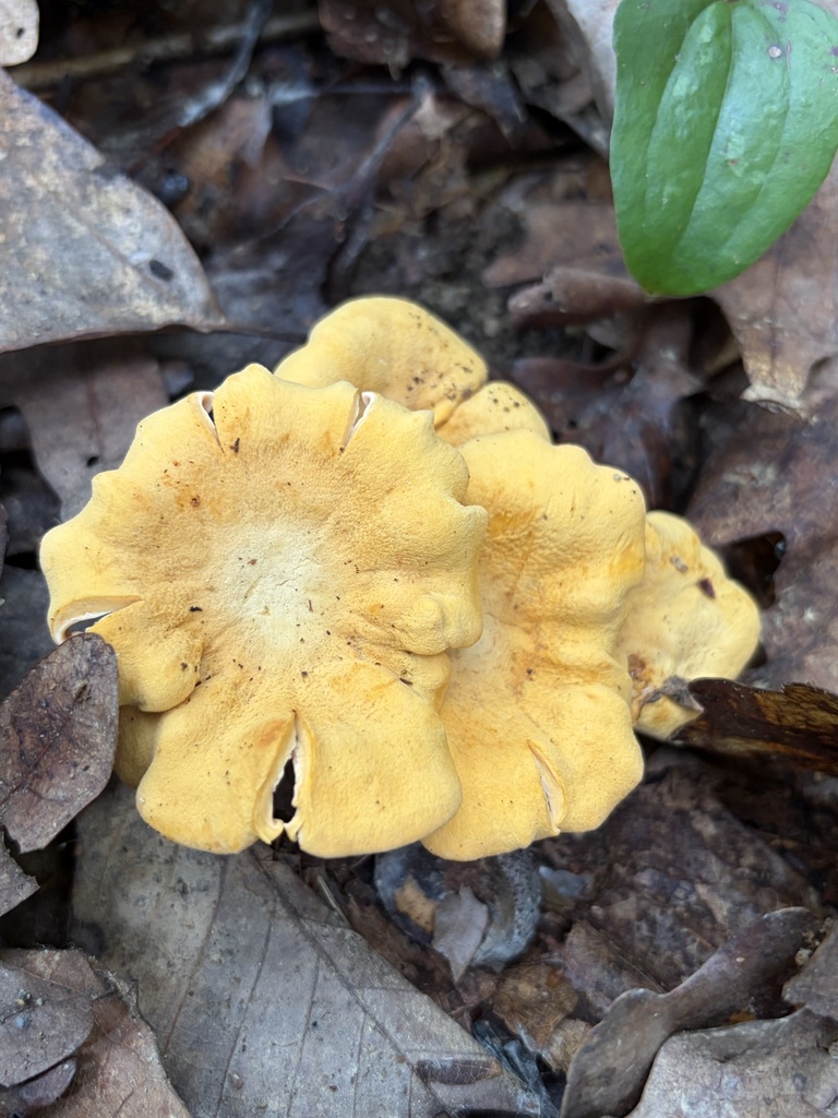 Cantharellus flavolateritius