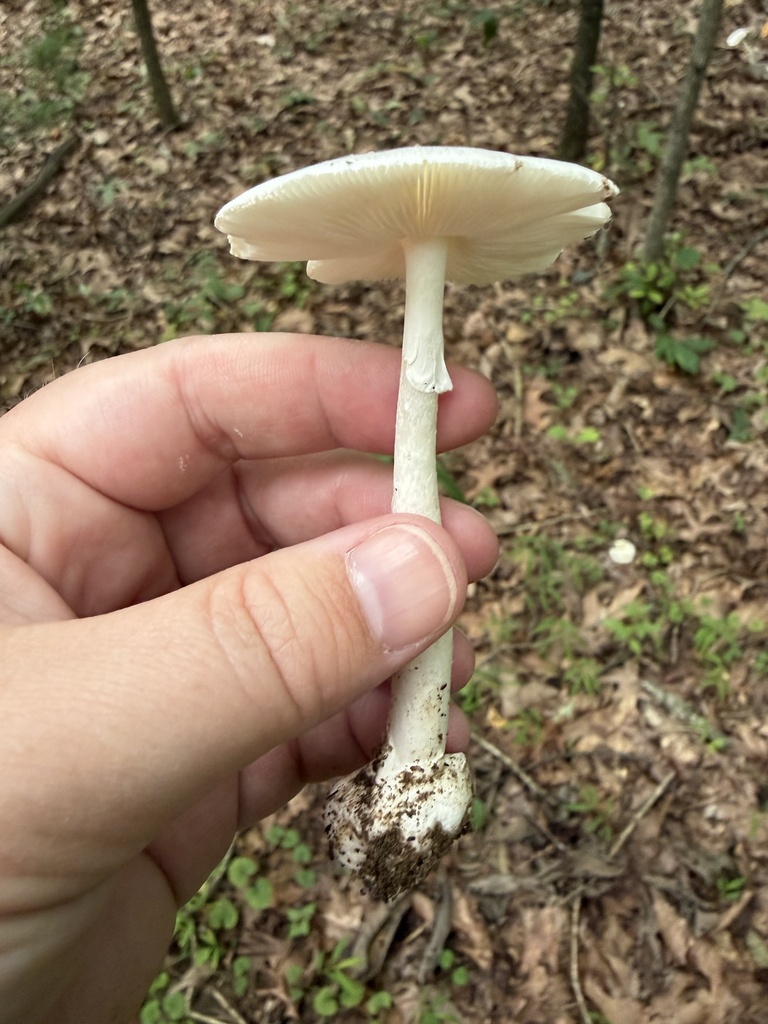 Eastern North American Destroying Angel · July 2026 · photo: Photo: (c) Julie Travaglini, some rights reserved (CC BY) · iNaturalist