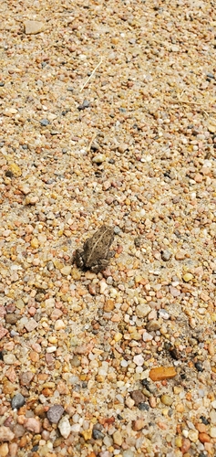 Woodhouse's Toad