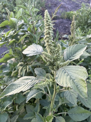 Redroot Amaranth