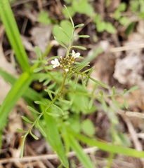 Cardamine parviflora