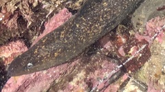 Gymnothorax mordax