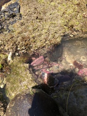 Gymnothorax mordax