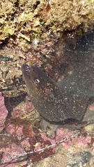Gymnothorax mordax