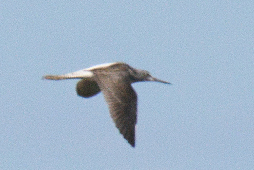 Common Greenshank
