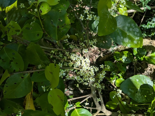 Gymnosporia thompsonii observed 2026-07-30