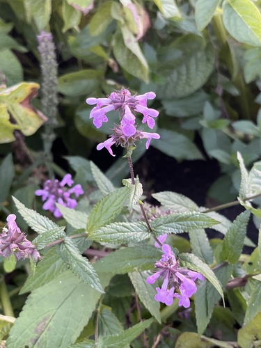 Marsh Woundwort
