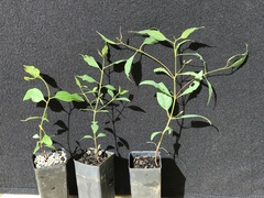 Eucalyptus laeliae