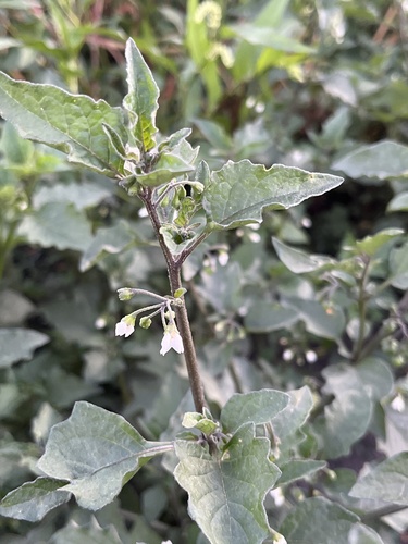 black nightshade