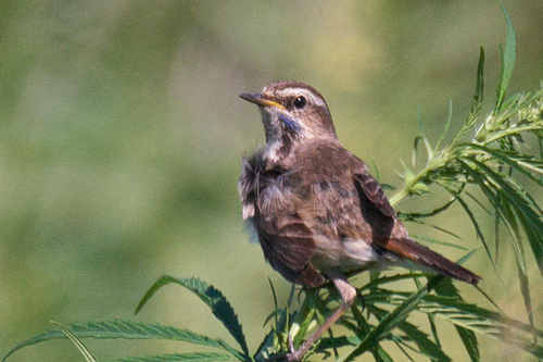 Bluethroat