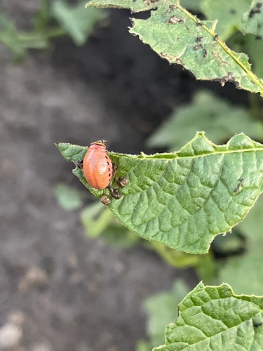 Colorado Potato Beetle