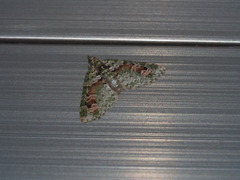 Chloroclystis rubroviridis