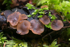 Ciboria rufofusca