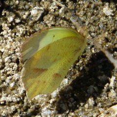 Abaeis mexicana