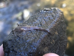 Haemopidae