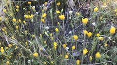 Pentachaeta aurea aurea