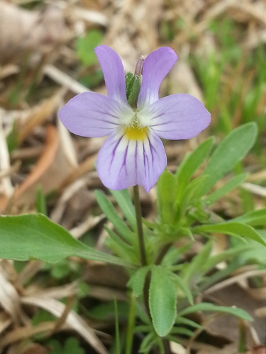 American field pansy