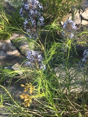 Amsonia hubrichtii