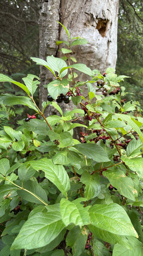 twinberry honeysuckle