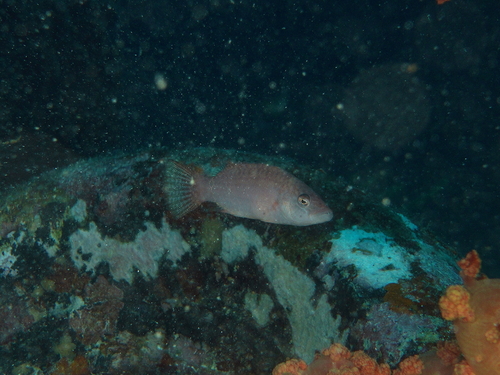 Oxycheilinus orientalis observed 2026-07-12