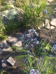 Amsonia hubrichtii